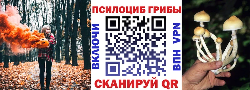 kraken tor Мглин Псилоцибиновые грибы GOLDEN TEACHER
